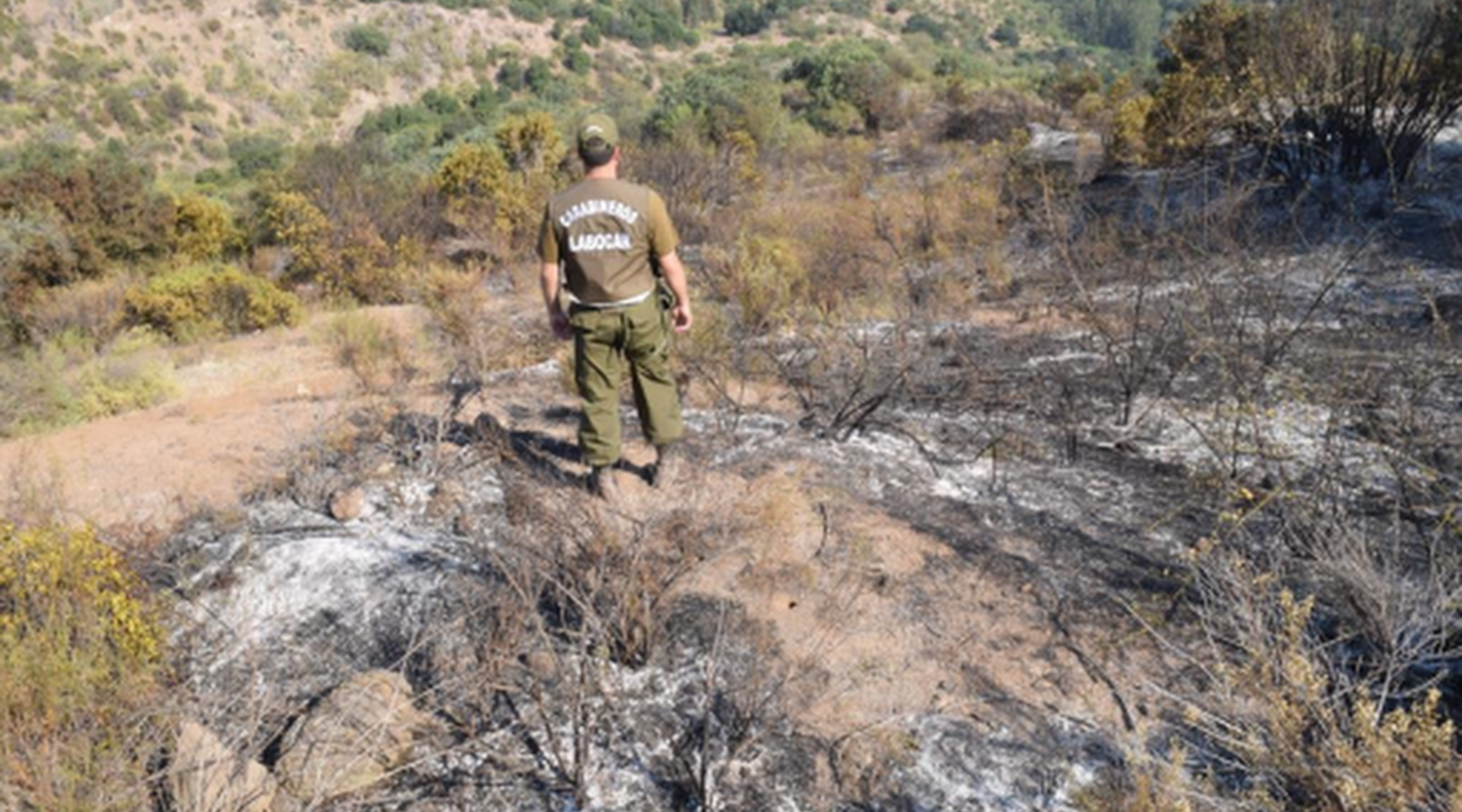 Labocar investiga incendio forestal que afectó a Machalí