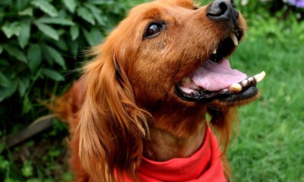 El perro Sonrisa en busca de un hogar definitivo