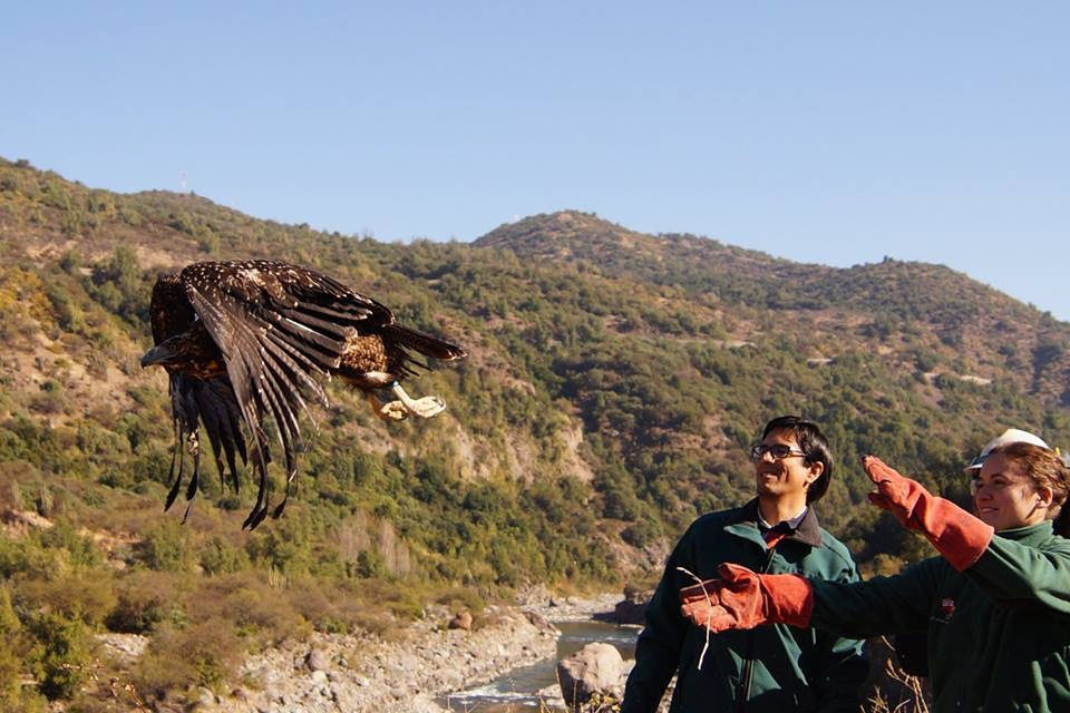 Reinsertan águila chilena en localidad de Chacayes