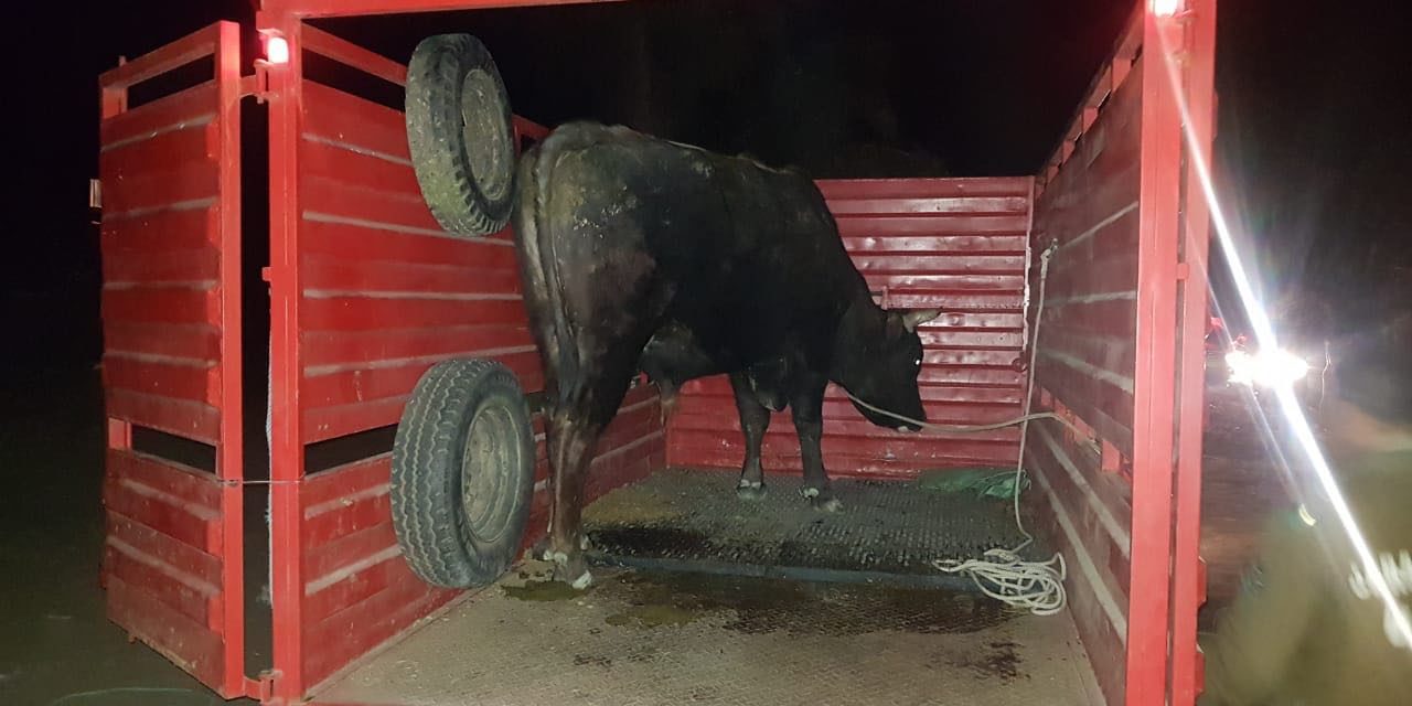 Detienen a dos sujetos por intentar robar un toro en Rancagua