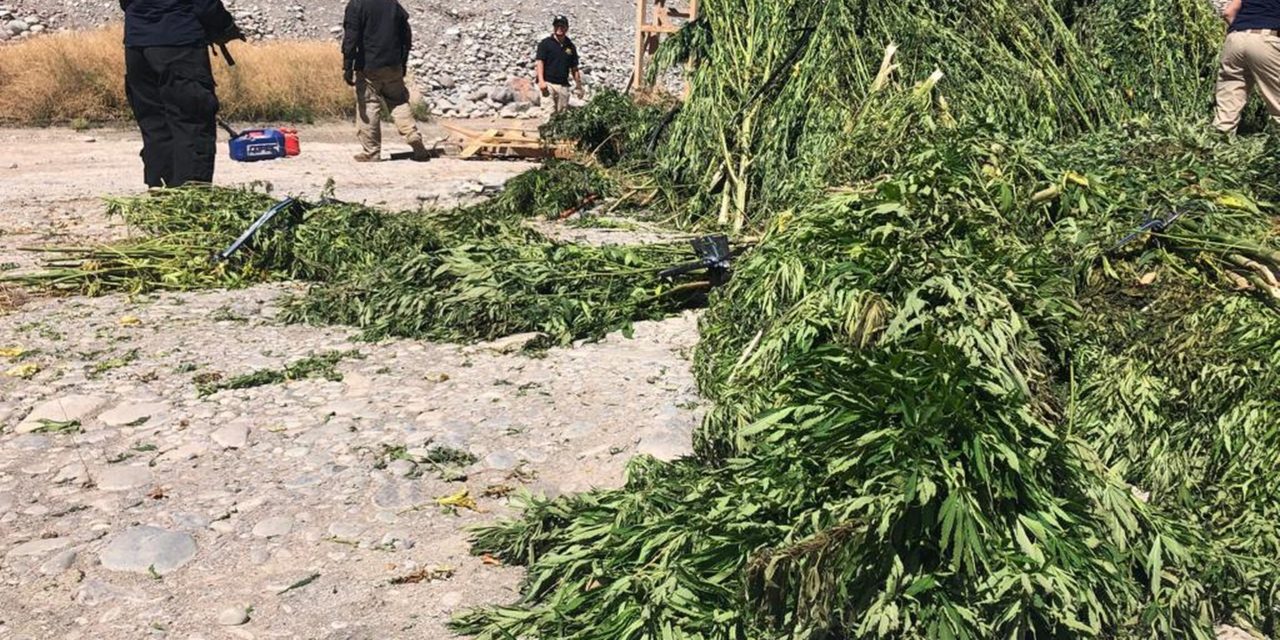 Incautan cerca de 4 mil plantas de marihuana en Machalí y otras comunas de O´Higgins