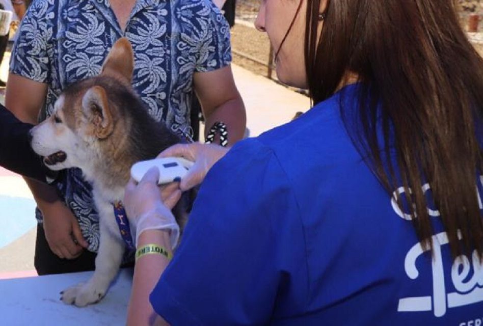 Primer año “Ley Cholito”: Más de 90 mil mascotas han sido inscritas  en la región de O’Higgins