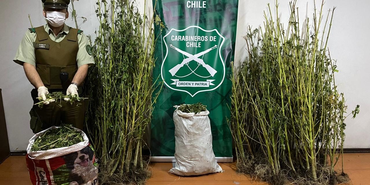 Decomisan mas de cien plantas y 27 kilos de marihuana en Machalí