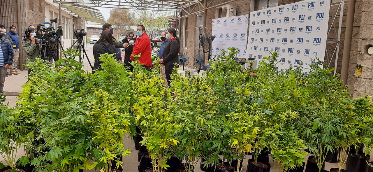 Incautan casi cien plantas de marihuana en El Polo de Machalí