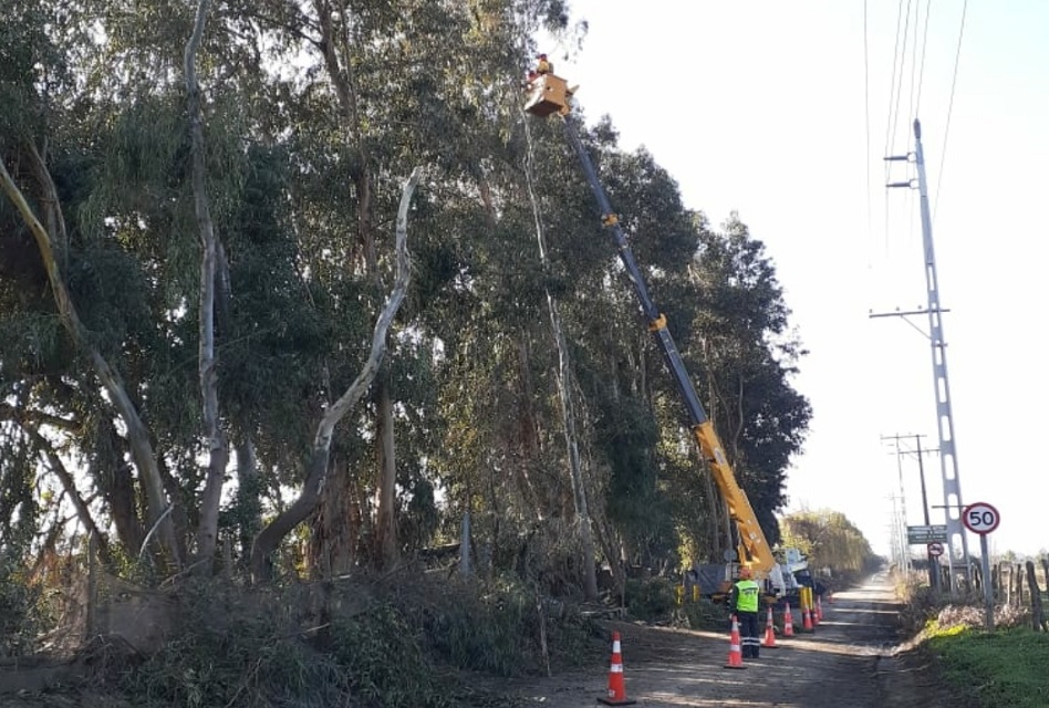 CGE continúa con plan de despeje de líneas en Machalí y comunas de Cachapoal