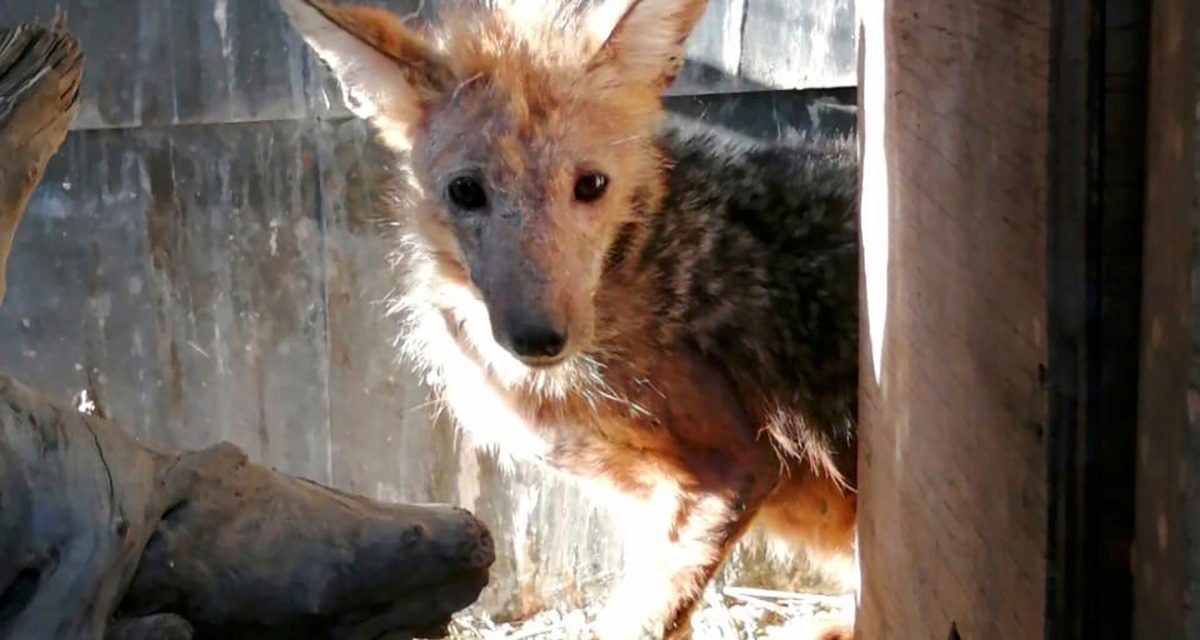 Zorro enfermo es rescatado y llevado a rehabilitación por guardaparques de la Reserva Río de los Cipreses