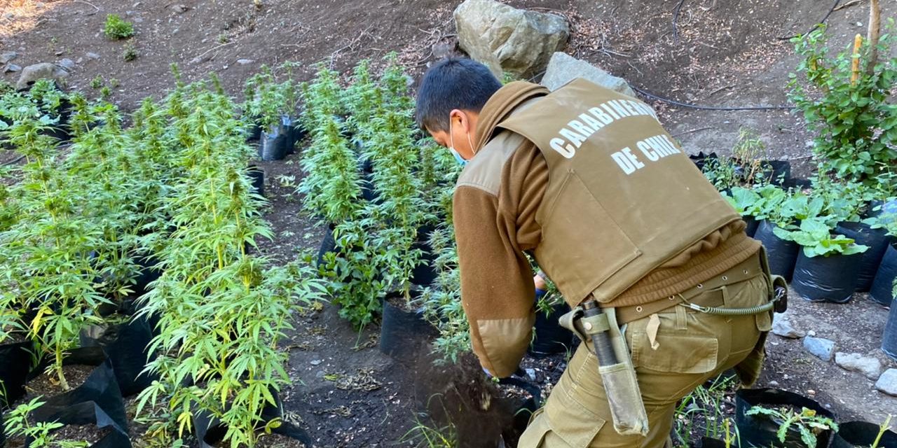 Incautan 145 plantas de Marihuana en Precordillera de Machali