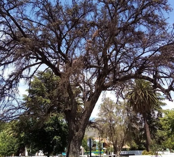 Iniciarán recuperación del Alcornoque de la Plaza de Machali