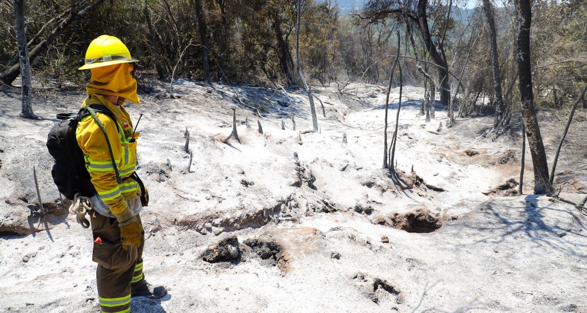 Logran extinguir incendio forestal en Machali