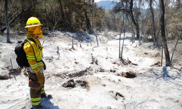 Logran extinguir incendio forestal en Machali