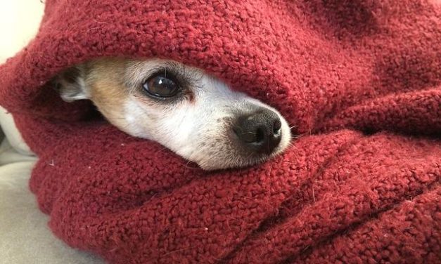 Lanzan campaña para juntar ayuda de invierno para perritos abandonados en Machali