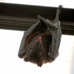 Confirman hallazgo de murciélago con rabia en sector residencial de Machalí