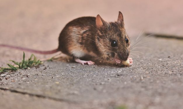 Seremi de Salud confirma primer caso del año de hanta virus en O´Higgins