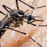 Un menor de Machali es el segundo caso de Dengue en la región de O´Higgins