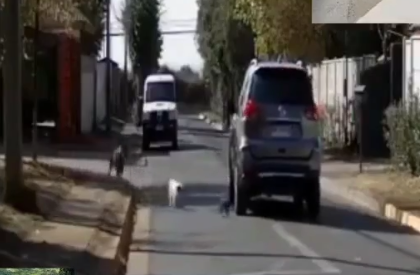 Condenan a mujer que abandonó a su gatita y que fue asesinada por perros en Machali